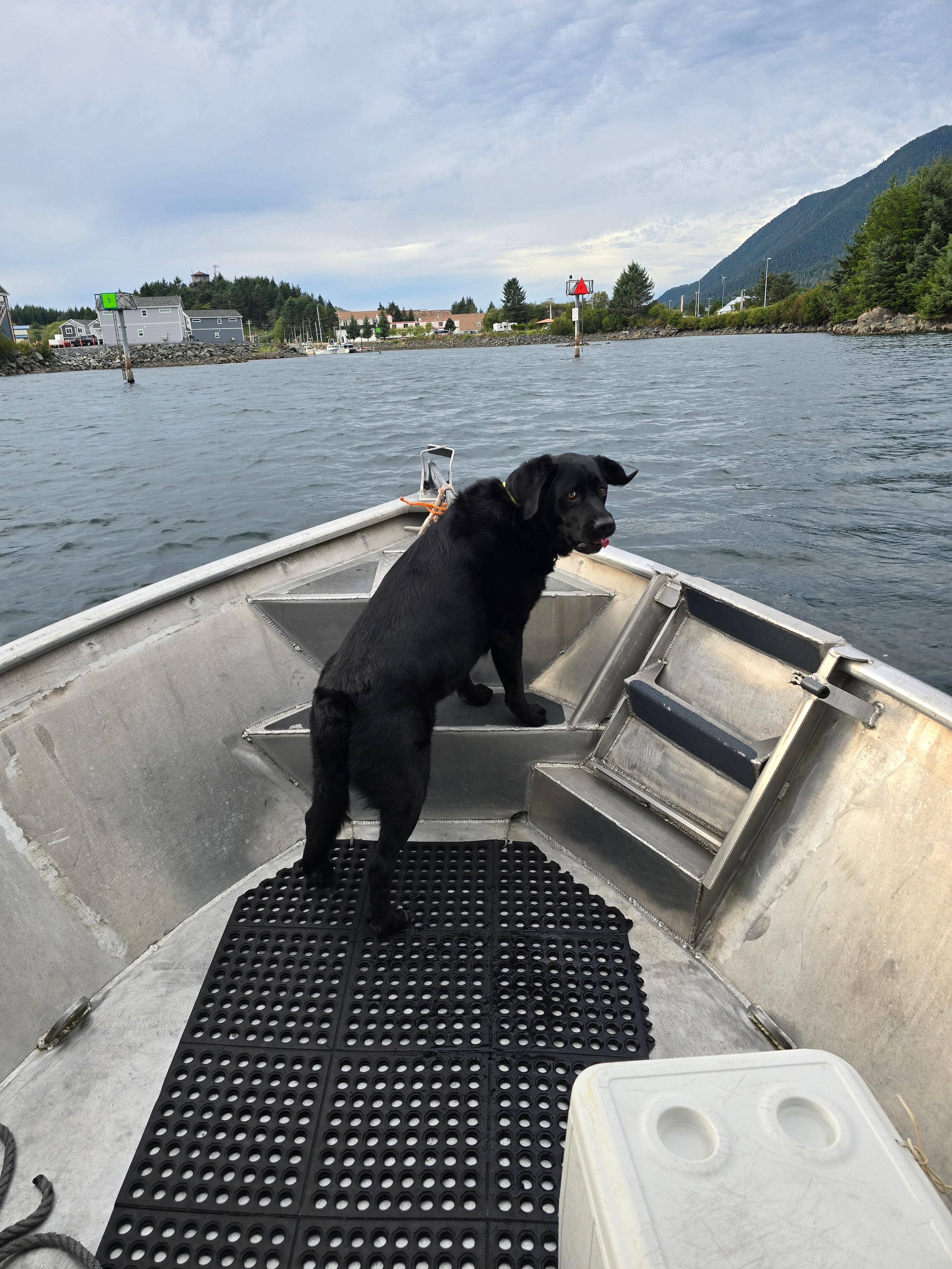 Finny the black lab relaxing on the deck of the Tongass Troll
