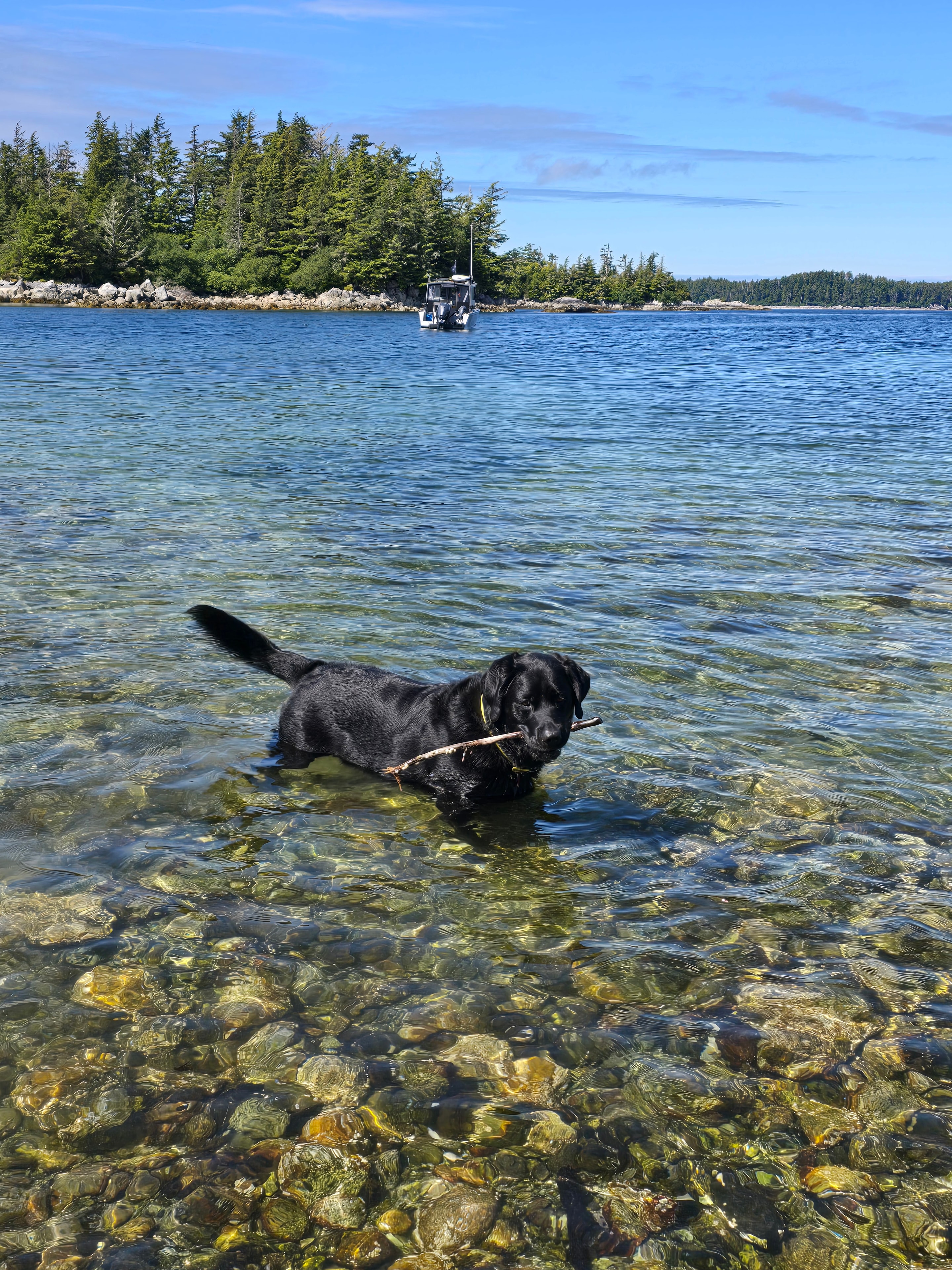 Finny the black lab and a guest on the Tongass Troll with calm Alaskan waters and forested mountains in the background