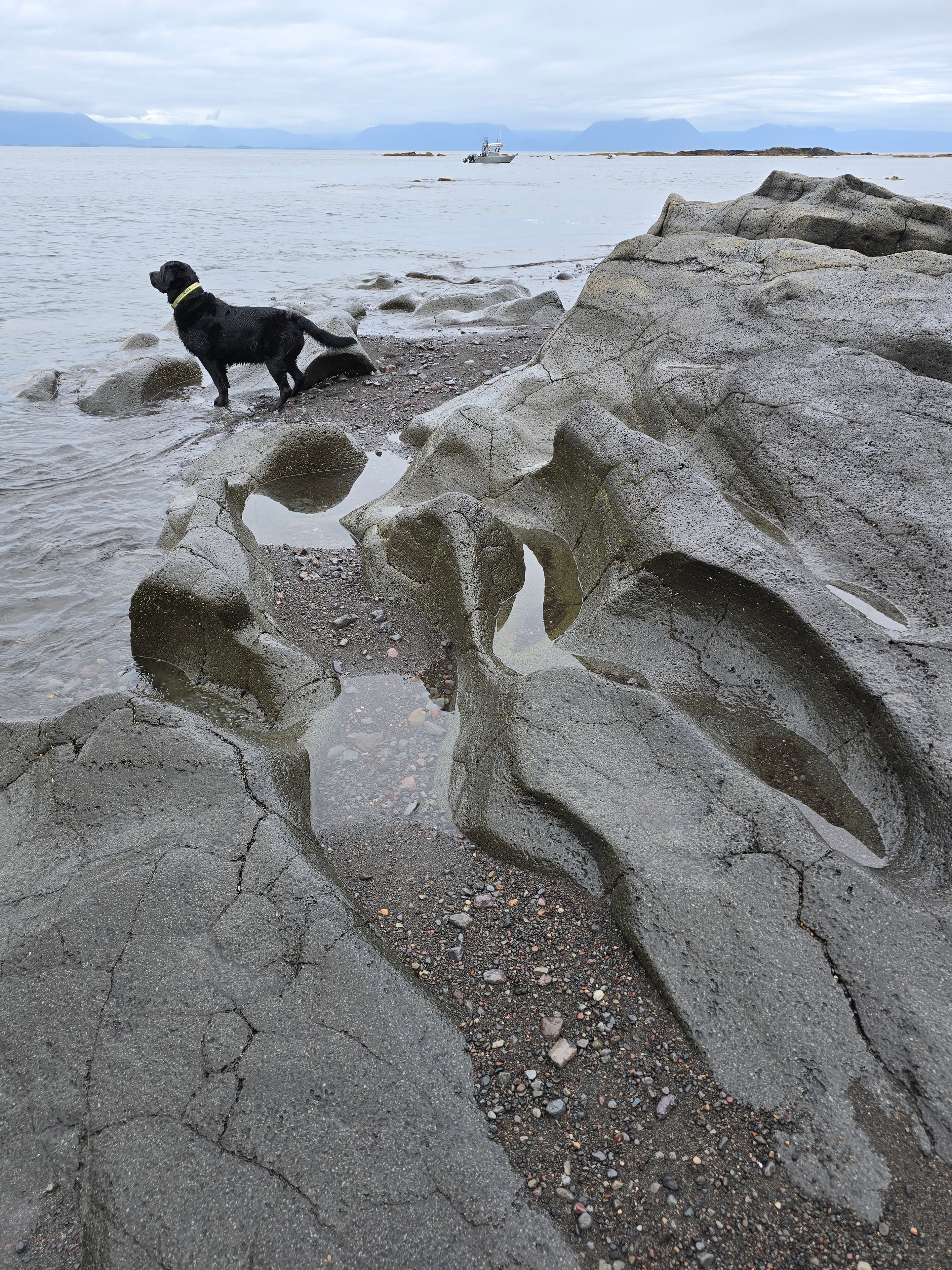 Two guests and Finny the black lab on the Tongass Troll
